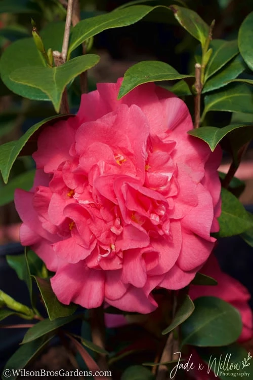 Ack-Scent Fragrant Pink Camellia Japonica - 3 Gallon Pot - Image 4