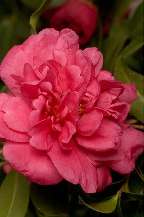 Alabama Beauty Camellia Sasanqua - 1 Gallon Pot