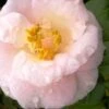 April Blush Cold Hardy Pink Camellia - 3 Gallon Pot