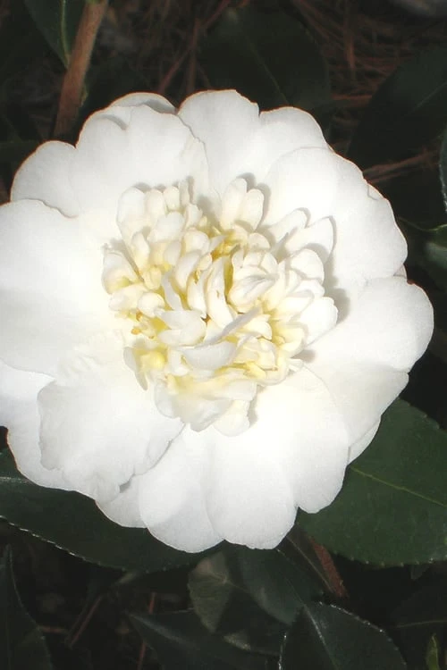 Autumn Rocket Camellia Sasanqua - 7 Gallon Pot (2.5-3')