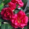 Bella Rouge Camellia Sasanqua | 1 Gallon Pot