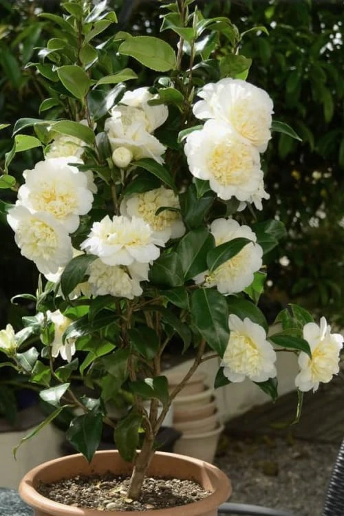 Brushfield Yellow Camellia Japonica - 3 Gallon Pot - Image 5