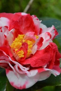 Sacred Dance Camellia Japonica 'Daikagura' - 1 Gallon Pot