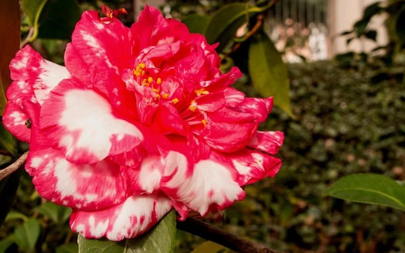 Sacred Dance Camellia Japonica 'Daikagura' - 1 Gallon Pot - Image 5