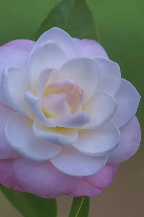 October Affair Camellia Japonica - 1 Gallon Pot - Image 5