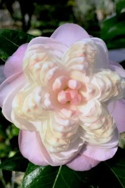 October Affair Camellia Japonica - 3 Gallon Pot