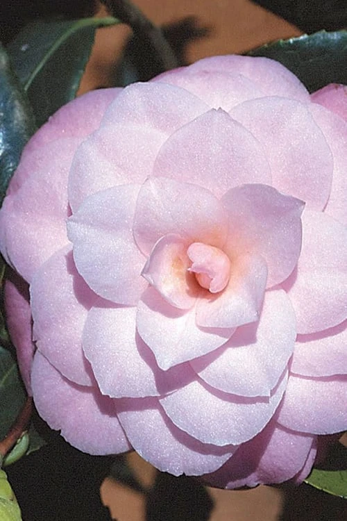 October Affair Camellia Japonica - 3 Gallon Pot - Image 6