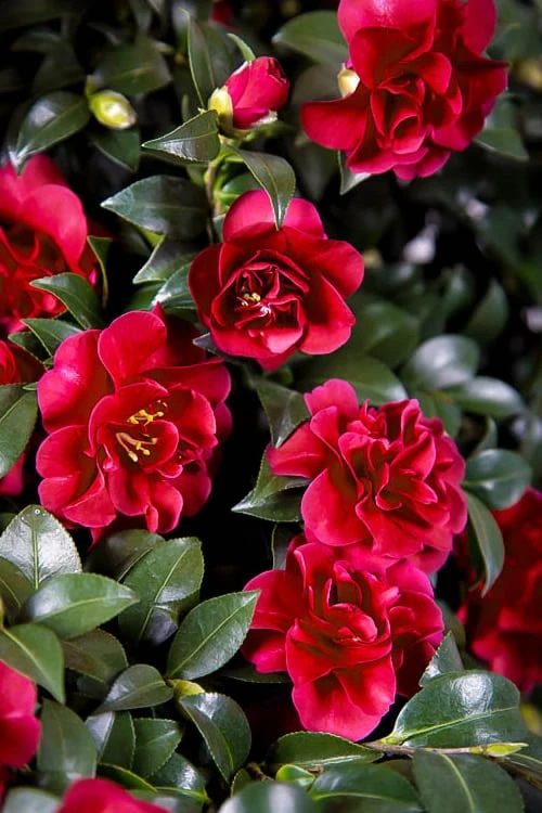 October Magic Ruby Camellia - 1 Gallon Pot