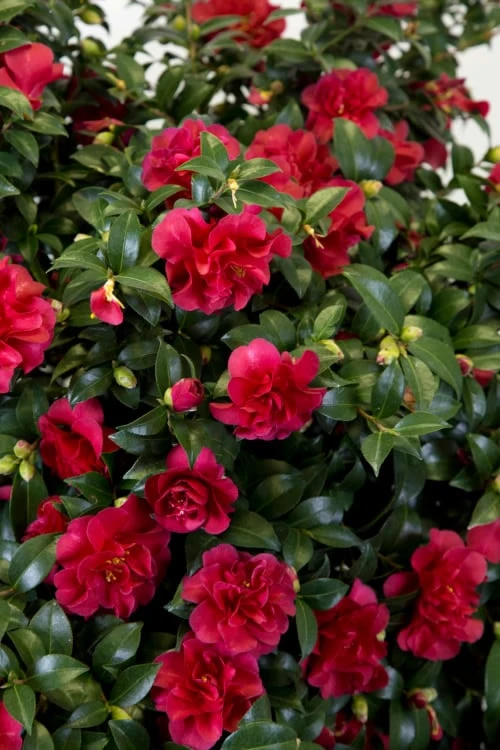 October Magic Ruby Camellia - 1 Gallon Pot - Image 5