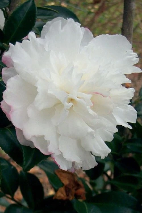 October Magic Snow Camellia - 3 Gallon Pot
