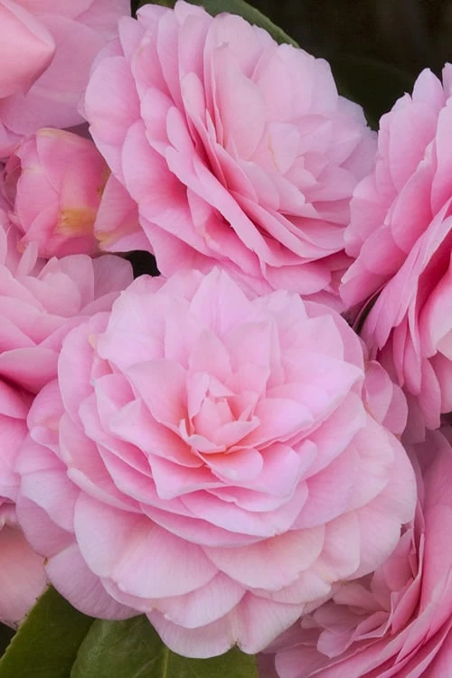 Pearl Maxwell Camellia Japonica - 3 Gallon Pot - Image 6