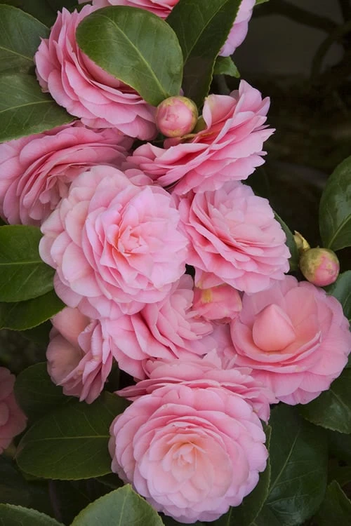 Pearl Maxwell Camellia Japonica - 3 Gallon Pot - Image 4