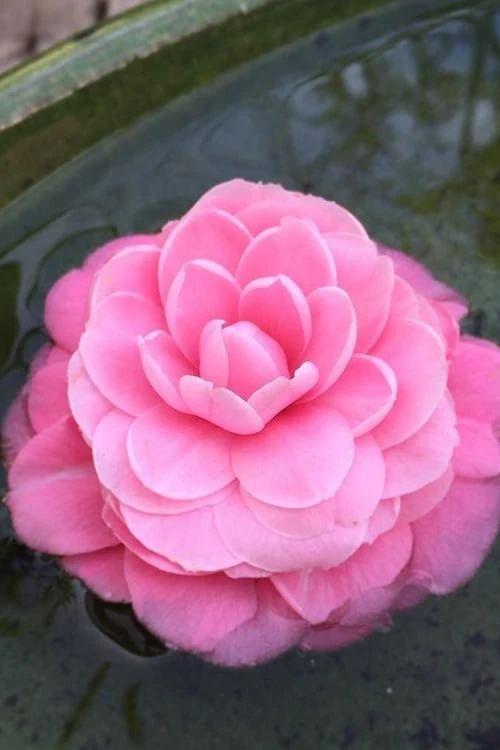 Pearl Maxwell Camellia Japonica - 3 Gallon Pot - Image 5