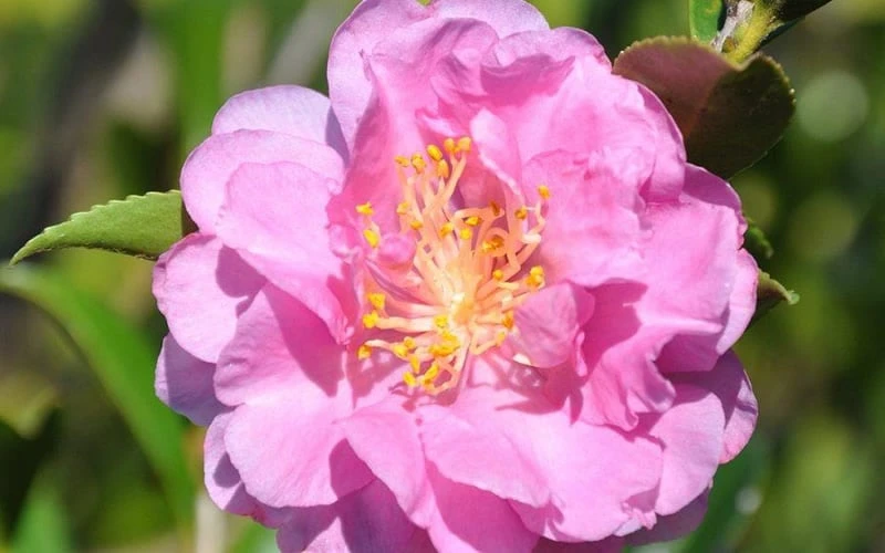 Pink Stella Camellia Sasanqua - 2 Gallon Pot - Image 4