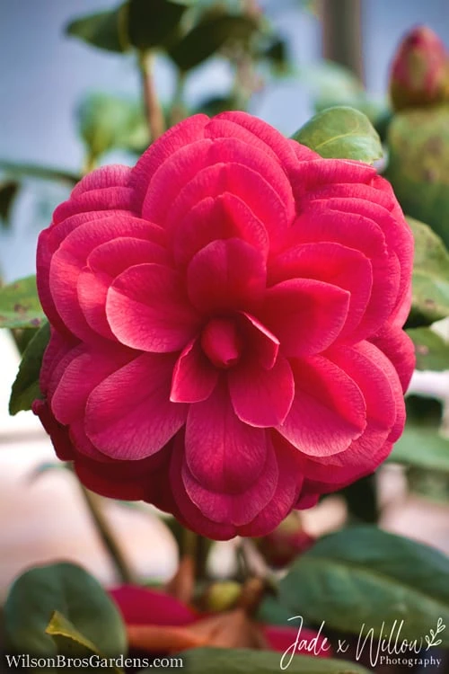 Purple Dawn Camellia Japonica - 7 Gallon Pot (3-4') - Image 4