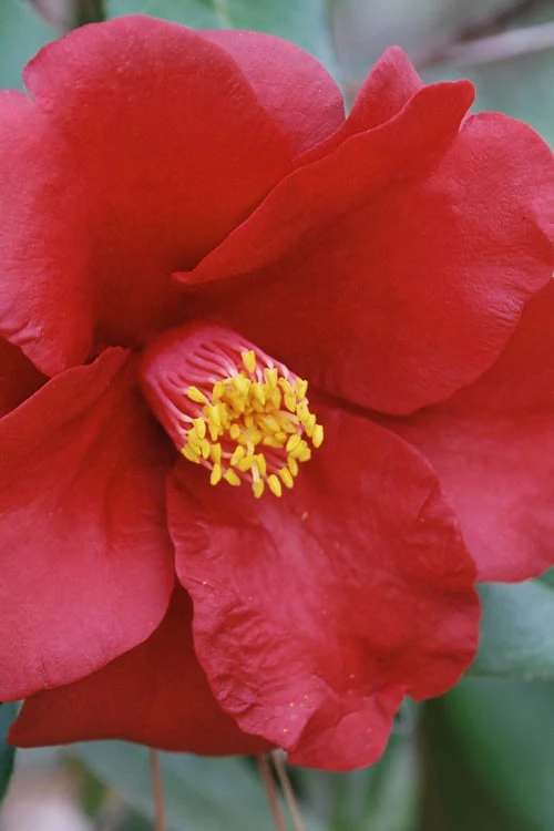 Royal Velvet Red Camellia Japonica - 3 Gallon Pot - Image 5