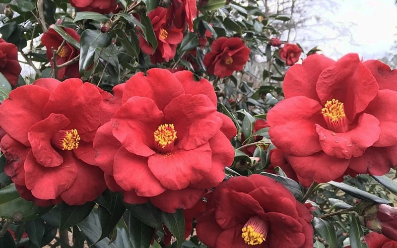 Royal Velvet Red Camellia Japonica - 3 Gallon Pot - Image 4