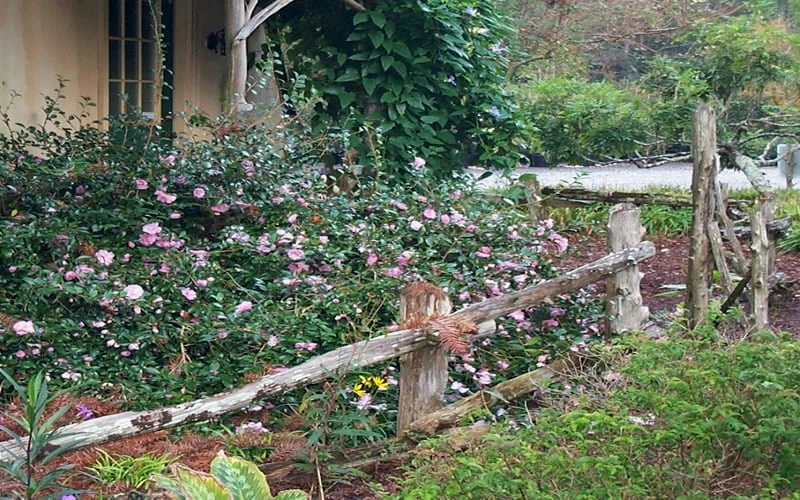 Sarrel Dwarf Camellia Sasanqua - 1 Gallon Pot - Image 4