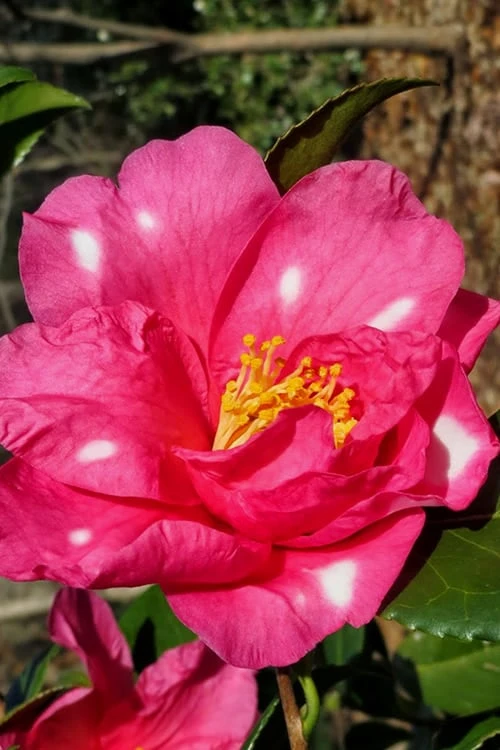 Winter's Fire Cold Hardy Camellia - 3 Gallon Pot - Image 7
