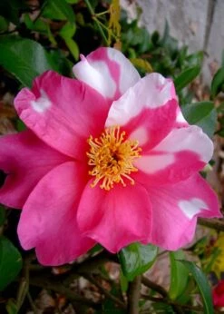 Winter's Fire Cold Hardy Camellia - 3 Gallon Pot