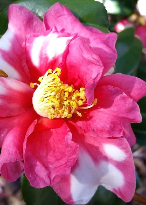 Winter's Fire Cold Hardy Camellia - 3 Gallon Pot - Image 5