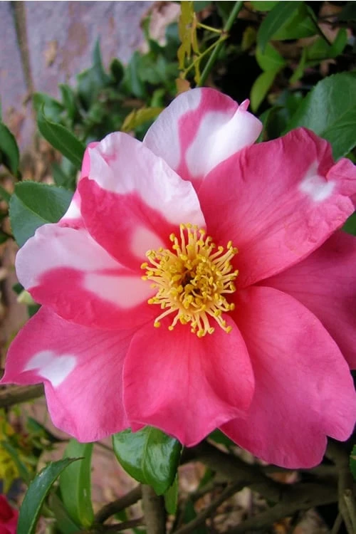 Winter's Fire Cold Hardy Camellia - 3 Gallon Pot - Image 4