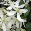 Snowdrift Evergreen Clematis Armandii - 1 Gallon Pot