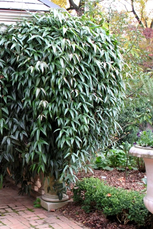 Snowdrift Evergreen Clematis Armandii - 2 Gallon Pot - Image 5