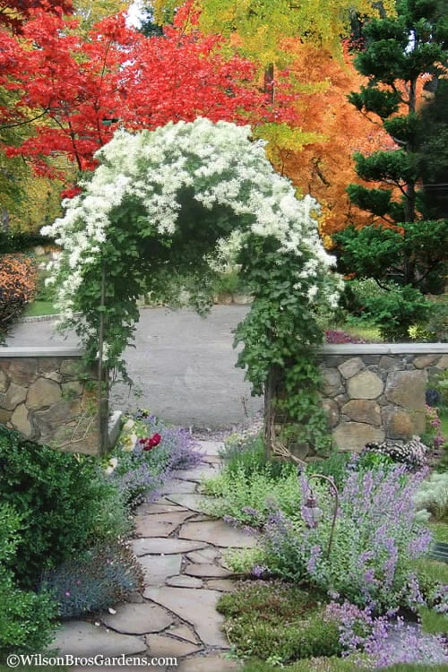 Sweet Autumn Clematis - 1 Gallon Pot - Image 4