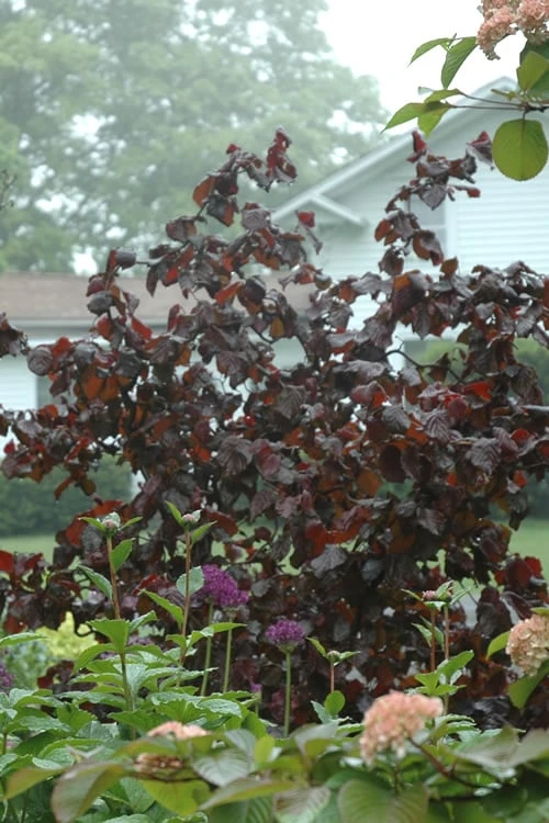 Red Dragon Contorted Filbert - Corylus Avellena - 1 Gallon Pot