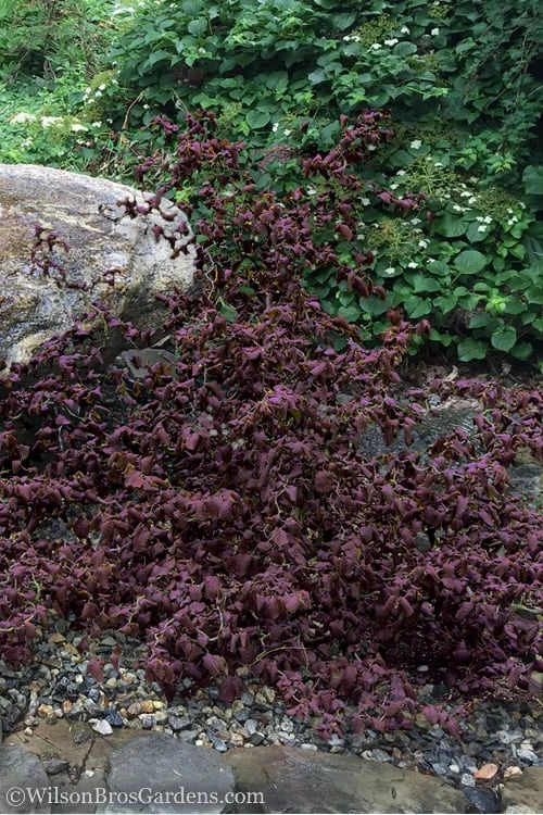 Red Dragon Contorted Filbert - Corylus Avellena - 1 Gallon Pot - Image 3