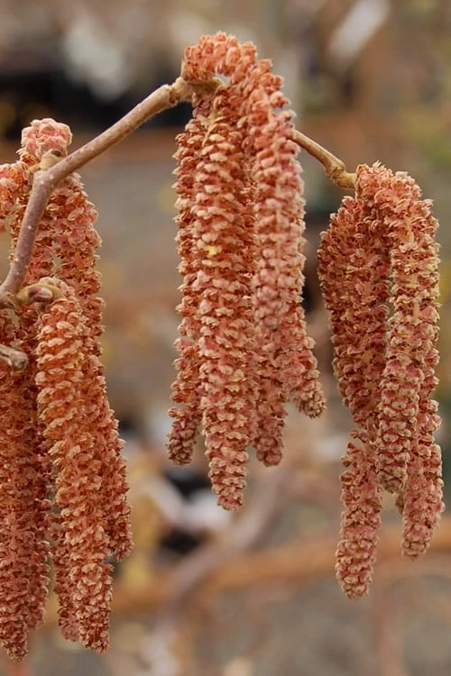 Red Dragon Contorted Filbert - Corylus Avellena - 1 Gallon Pot - Image 6