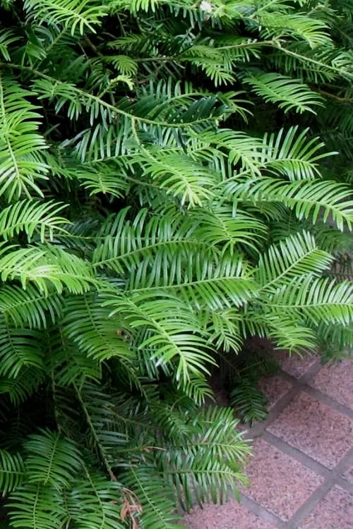 Creeping Japanese Plum Yew (Cephalotaxus Harringtonia 'Prostrata') - 7 Gallon Pot - Image 8