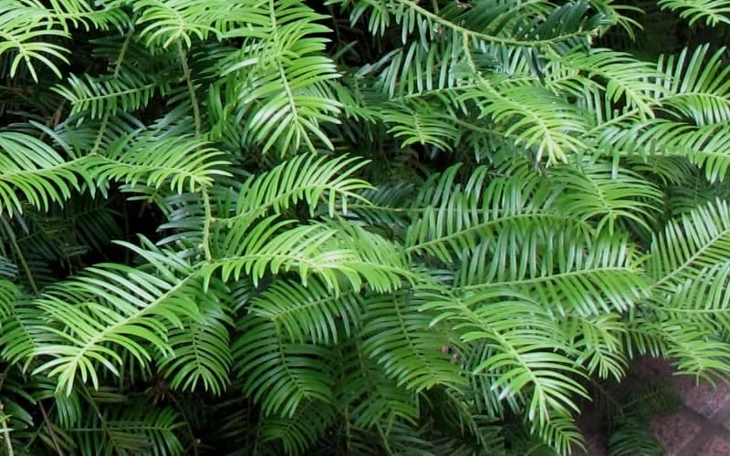 Creeping Japanese Plum Yew (Cephalotaxus Harringtonia 'Prostrata') - 7 Gallon Pot - Image 6