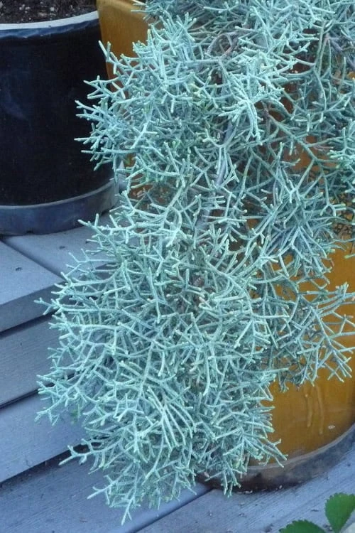 Blue Ice Arizona Cypress - 7 Gallon Pot (5-6') - Image 5