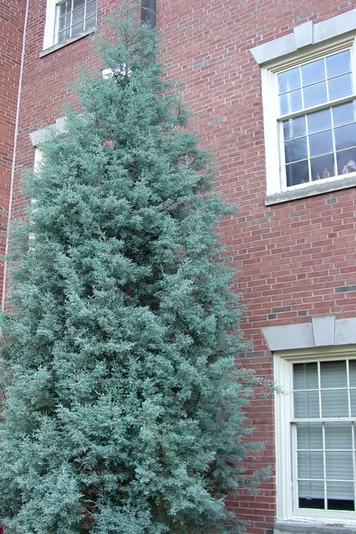 Blue Ice Arizona Cypress - 7 Gallon Pot (5-6') - Image 7