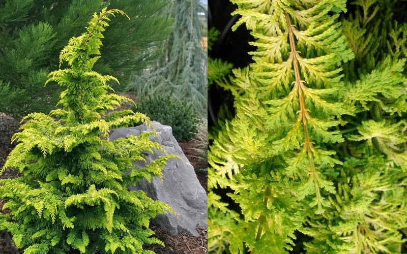 Gold Tip Fernspray Hinoki Cypress - 5 Gallon Pot - Image 4