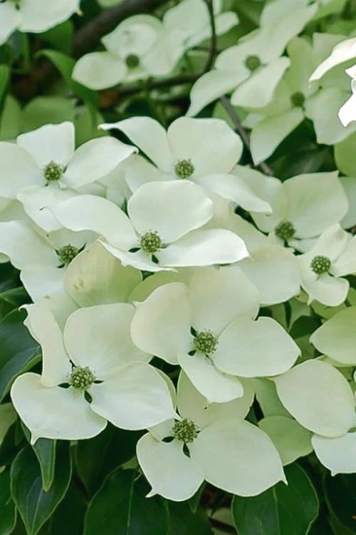 Blue Ray White Chinese Dogwood - Cornus Kousa - 5 Gallon Pot - Image 7
