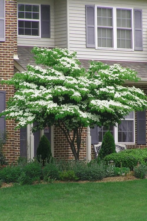 Blue Ray White Chinese Dogwood - Cornus Kousa - 5 Gallon Pot - Image 4