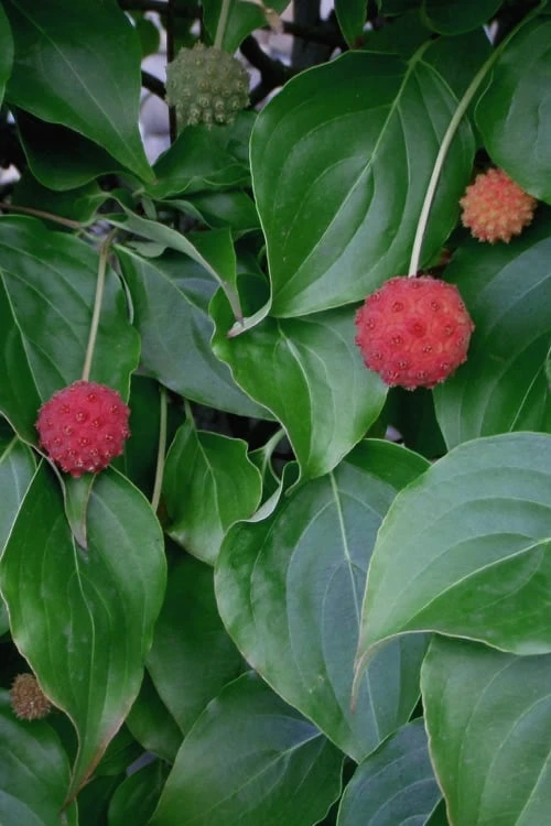 Blue Ray White Chinese Dogwood - Cornus Kousa - 5 Gallon Pot - Image 5