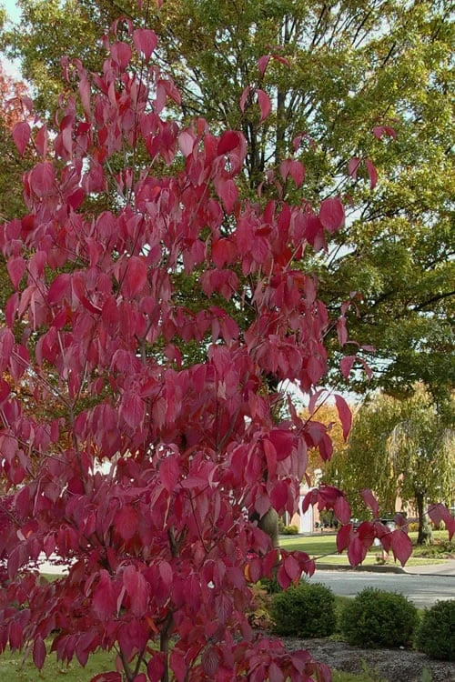 Blue Ray White Chinese Dogwood - Cornus Kousa - 5 Gallon Pot - Image 6