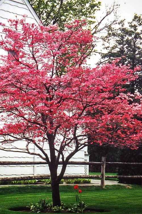 Cherokee Brave Red Dogwood Tree - Cornus Florida - 7 Gallon Pot - Image 4