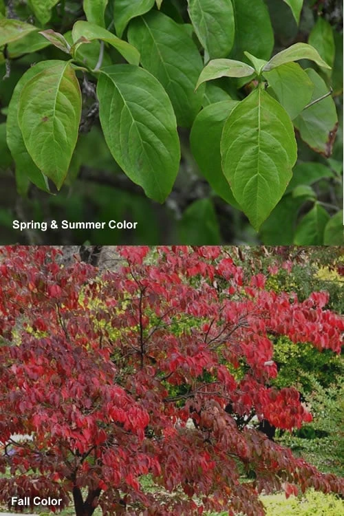 Cherokee Brave Red Dogwood Tree - Cornus Florida - 7 Gallon Pot - Image 5