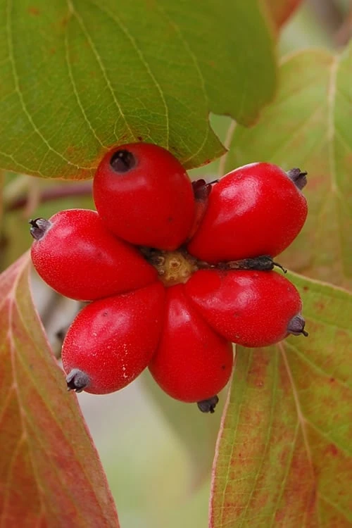 Cherokee Brave Red Dogwood Tree - Cornus Florida - 7 Gallon Pot - Image 6