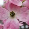 Pink Dogwood Tree (Cornus Florida 'Rubra') - 5 Gallon Pot