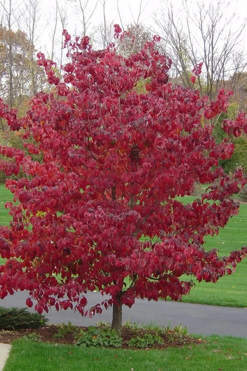 Pink Dogwood Tree (Cornus Florida 'Rubra') - 5 Gallon Pot - Image 5