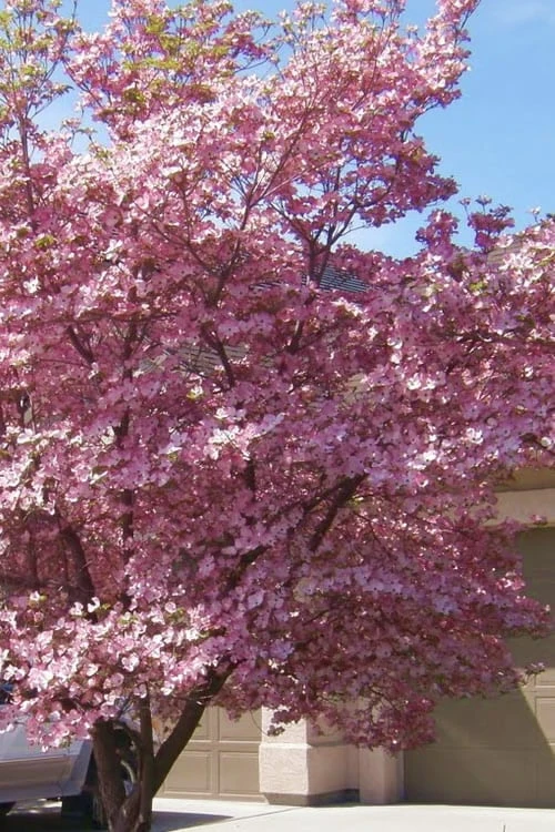 Pink Dogwood Tree (Cornus Florida 'Rubra') - 5 Gallon Pot - Image 4