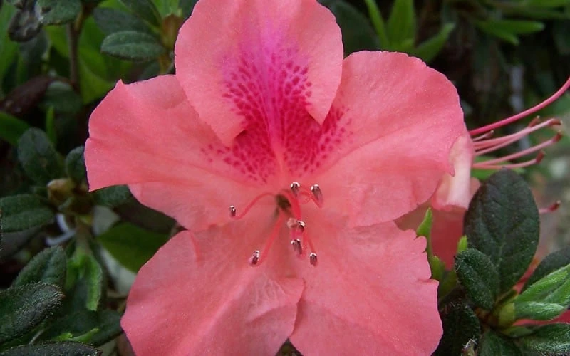 Autumn Coral Encore Azalea - 1 Gallon Pot - Image 4