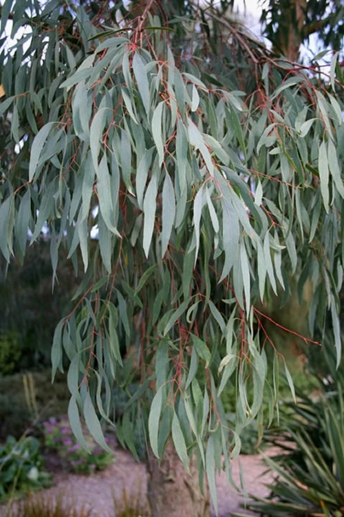 Angus Cold Hardy Eucalyptus Tree (Eucalyptus Nicholii) - Quart Pot - Image 9