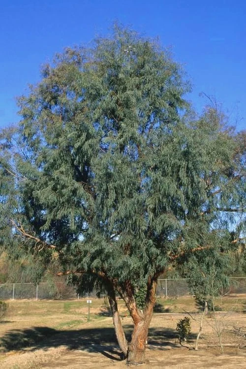 Angus Cold Hardy Eucalyptus Tree (Eucalyptus Nicholii) - Quart Pot - Image 4